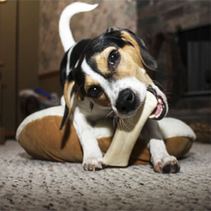 What To Expect When You Bring Home A Puppy (3 Months To 8 Months)